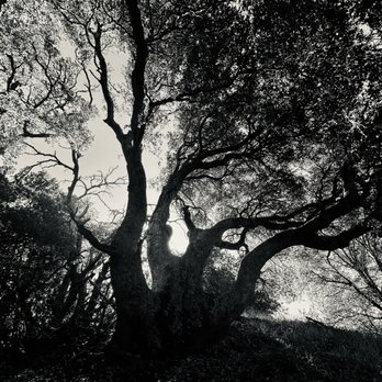 Briones Regional Park - Dramatic tree photo - Parks Near Me - Martinez, California Briones Regional Park - Dramatic tree photo - Parks Near Me - Martinez, California