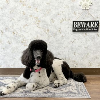Pristine Paws - Pet Groomers Near Me - San Luis Obispo, California