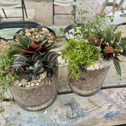 Terrarium class