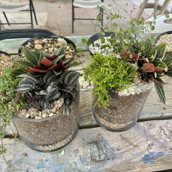 Green Things - Terrarium class - Nurseries & Gardening Near Me - Tucson, Arizona