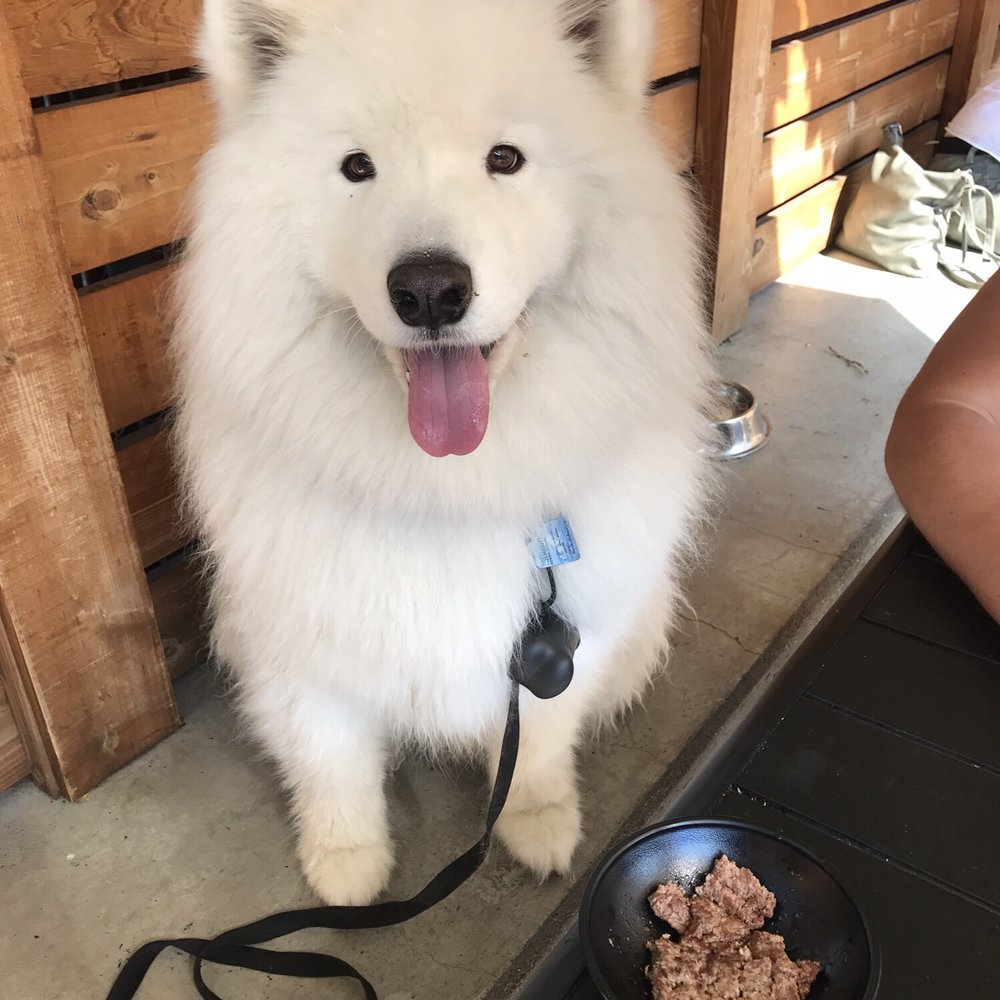 J DUB - Patio lunch with the pooch! If you have a dog, order the "dog burger" for them...they will love it! - Breakfast & Brunch Near Me - Bend, Oregon J DUB - Patio lunch with the pooch! If you have a dog, order the "dog burger" for them...they will love it! - Breakfast & Brunch Near Me - Bend, Oregon