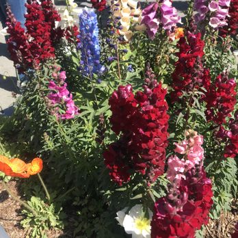 The Flower Fields - Venues & Event Spaces Near Me - Carlsbad, California The Flower Fields - Venues & Event Spaces Near Me - Carlsbad, California