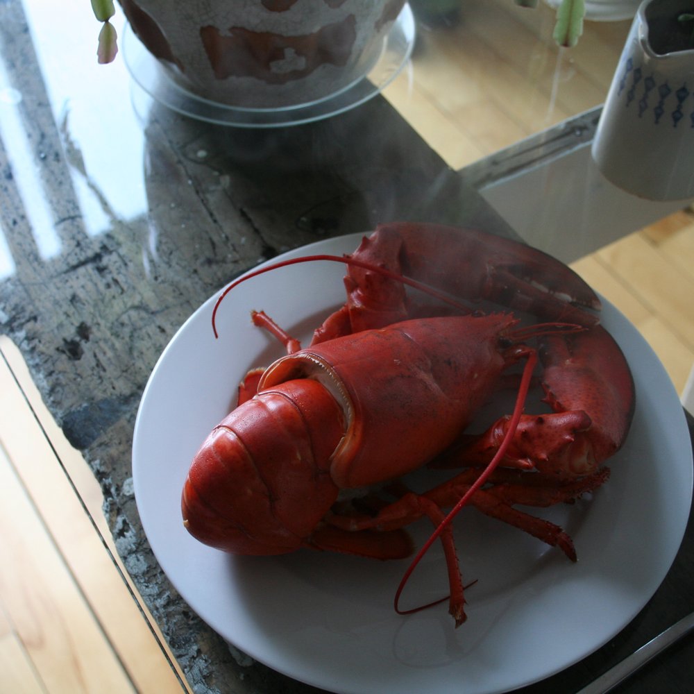 Clearwater Seafoods - Premium Lobster - cooked - Seafood Markets Near Me - Halifax, Nova Scotia Clearwater Seafoods - Premium Lobster - cooked - Seafood Markets Near Me - Halifax, Nova Scotia