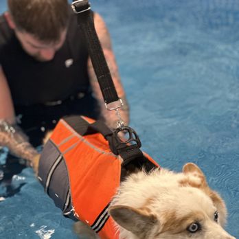 Buddy - Pet Services Near Me - Los Angeles, California Buddy - Pet Services Near Me - Los Angeles, California