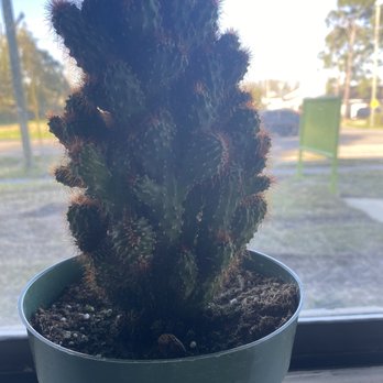 Sunrise Trading Company - Nurseries & Gardening Near Me - Kenner, Louisiana Sunrise Trading Company - Nurseries & Gardening Near Me - Kenner, Louisiana