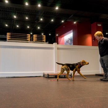 No Leash Needed - Pet Training Near Me - St. Louis, Missouri No Leash Needed - Pet Training Near Me - St. Louis, Missouri