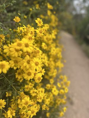 Cowles Mountain by null