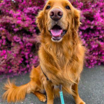 Keeping Up With Jack - Spring in the PNW - Dog Walkers Near Me - Bothell, Washington Keeping Up With Jack - Spring in the PNW - Dog Walkers Near Me - Bothell, Washington