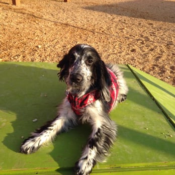 Barks and Blooms - Pet Sitting Near Me