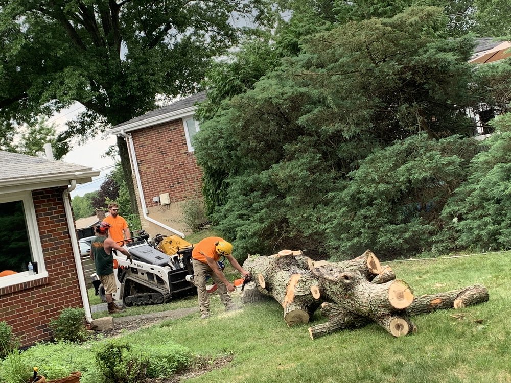 PITTSBURGH LUMBERJACK TREE SERVICE Updated September 2024 82