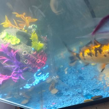 Petco - Amazing fish - Pet Stores Near Me - North Hollywood, California Petco - Amazing fish - Pet Stores Near Me - North Hollywood, California