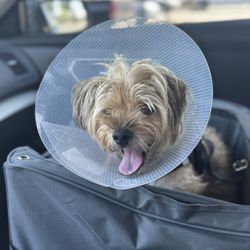 A & A All Pro Auto Repair - My dog who was with me at the time my car was having issues they let him come into waiting room.