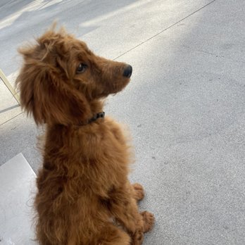 Tropico Kennels - Pet Breeders Near Me - Redondo Beach , California Tropico Kennels - Pet Breeders Near Me - Redondo Beach , California