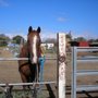 Photo of Red Horse Stable