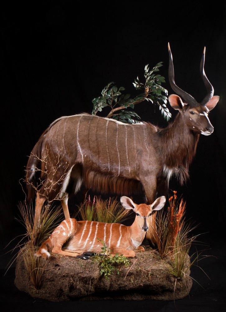 Taxidermy The Best - taxidermy in Houston, TX