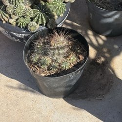 P & M Nursery & Citrus - $95 cactus