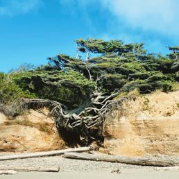 Tree of Life or Kalaloch Tree Tree of Life or Kalaloch Tree