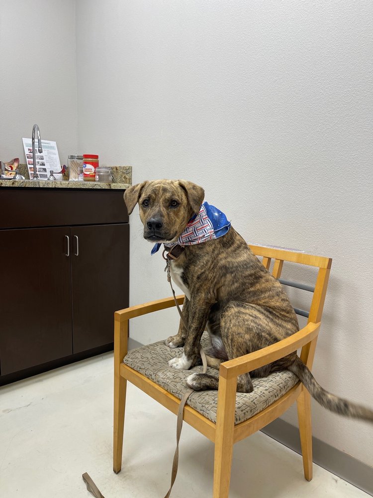 DEL RIO VETERINARY DIAGNOSTIC HOSPITAL Updated September 2024 16