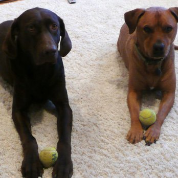 HappyTails ToYou - Pet Sitting Near Me - Wheat Ridge, Colorado HappyTails ToYou - Pet Sitting Near Me - Wheat Ridge, Colorado