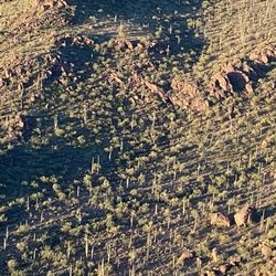 Sequoias on the hills