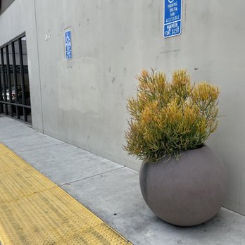 Big Air Trampoline Park - The walkway outside is lined with Fire Stick potted plants - Trampoline Parks Near Me - Laguna Hills, California Big Air Trampoline Park - The walkway outside is lined with Fire Stick potted plants - Trampoline Parks Near Me - Laguna Hills, California