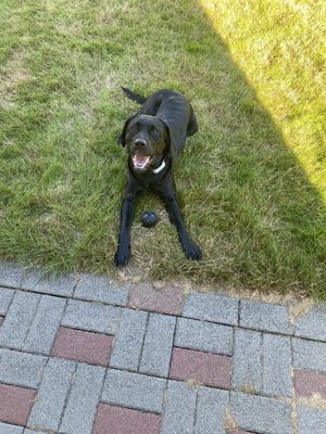 Canine Resource Center