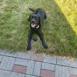 Canine Resource Center