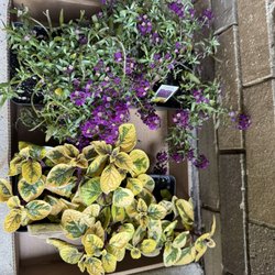 Plant Land