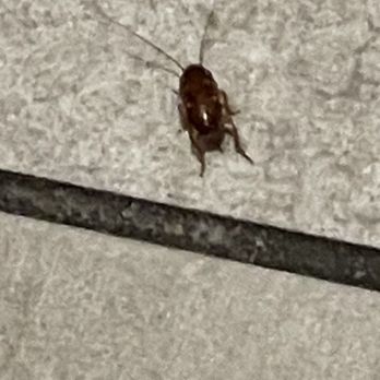 Del Taco - Roach one of 2 while we ate! - Mexican Near Me - Kissimmee, Florida Del Taco - Roach one of 2 while we ate! - Mexican Near Me - Kissimmee, Florida