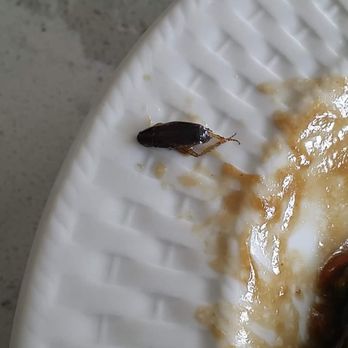 Chantanee Thai - Heavenly beef with a ROACH!!! Heavenly Beef - Thai Near Me - Bothell, Washington Chantanee Thai - Heavenly beef with a ROACH!!! Heavenly Beef - Thai Near Me - Bothell, Washington