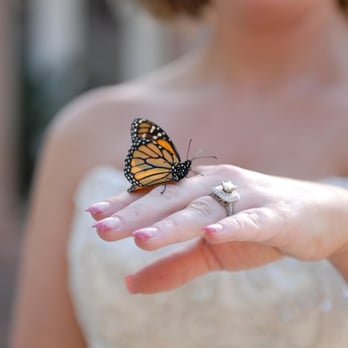 Vibrant Wings Butterflies - Party & Event Planning Near Me Vibrant Wings Butterflies - Party & Event Planning Near Me
