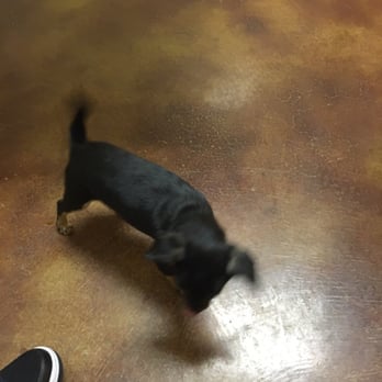 Lathrop Veterinary Center - Veterinarians Near Me - Lathrop, California