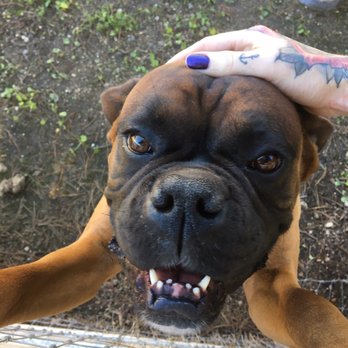 Peacock Cellars - The most adorable puppy ever - Wine Tasting Room Near Me - Arroyo Grande, California