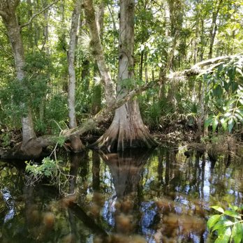 Sea Serpent Tour - Cypress tree - Boat Tours Near Me - Saint Augustine, Florida