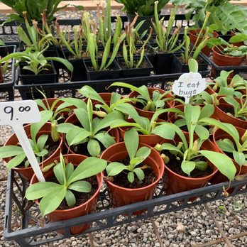 Mari's Gardens - Nurseries & Gardening Near Me - Mililani, Hawaii