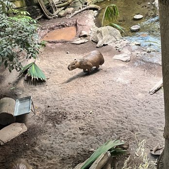 Biodôme de Montréal - Capybara - Aquariums Near Me - Montreal, Quebec Biodôme de Montréal - Capybara - Aquariums Near Me - Montreal, Quebec