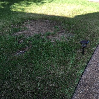 TruGreen Lawn Care - This is what you get - My TruGreen Yard, no-one has reached out to help from Chemlawn - Tree Services Near Me - Sugar Land, Texas TruGreen Lawn Care - This is what you get - My TruGreen Yard, no-one has reached out to help from Chemlawn - Tree Services Near Me - Sugar Land, Texas