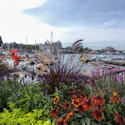 Victoria - Beautiful harbor bordering City Hall