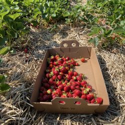 Afton Apple Orchard