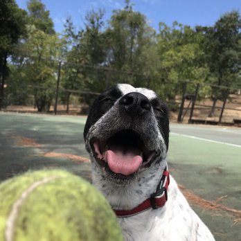 Joe's Dogs - Dog Walkers Near Me