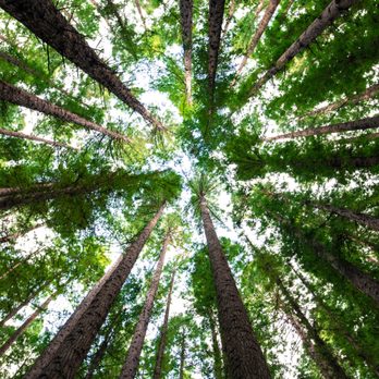 Giehl's Tree Service - Tree Services Near Me Giehl's Tree Service - Tree Services Near Me
