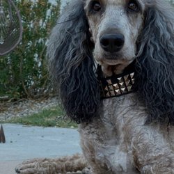 B Poodles