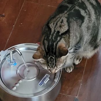 Why Does My Cat Put Her Toy in Her Water: Surprising Reasons Revealed