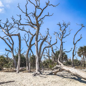 Driftwood Beach - Dead trees that haven't fallen over yet - Beaches Near Me - Jekyll Island, Georgia Driftwood Beach - Dead trees that haven't fallen over yet - Beaches Near Me - Jekyll Island, Georgia