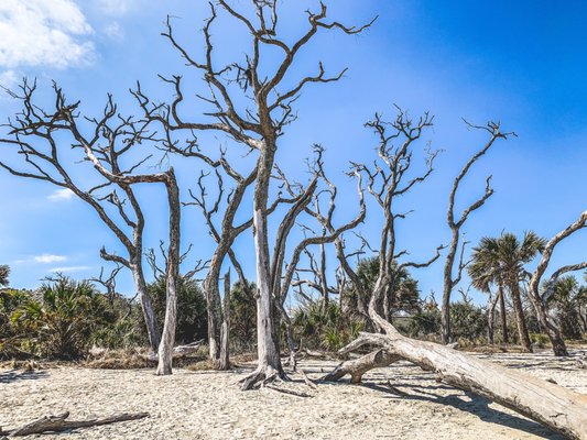Driftwood Beach by null