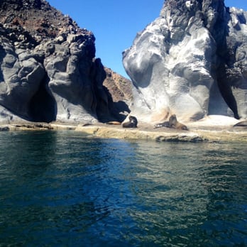 Isla Coronado - Sea lions lounging in the sunshine. - Beaches Near Me - Loreto, BCS