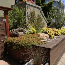 east bay wilds - A raised planter bed in Oakland with Winterglow, Austin Griffith's and Warren Robert's manzanitas, and Shasta Sulfur and Conejo Buckwheats.
