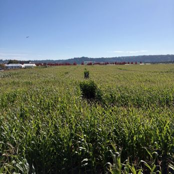 Stocker Farms - Corn maze - Christmas Trees Near Me - Snohomish, Washington Stocker Farms - Corn maze - Christmas Trees Near Me - Snohomish, Washington