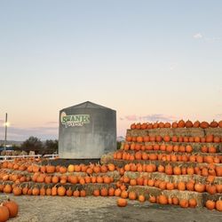 Swank Farms