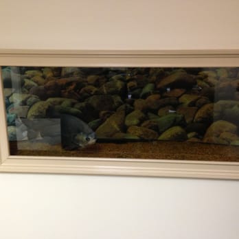 Palm Aquarium Services, Inc. - 180 gallon in-wall pacu tank - Aquarium Services Near Me Palm Aquarium Services, Inc. - 180 gallon in-wall pacu tank - Aquarium Services Near Me